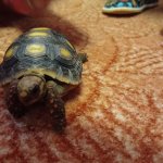 phoca_thumb_m_elva 6 Fotogalerie